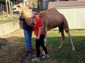 Un chameau, surnommé Forrest Hump, s'est échappé d'une crèche en direct à Bonner Springs, Kansas, et a été en fuite pendant environ 24 heures jusqu'à ce qu'il soit arrêté le dimanche 5 décembre 2021.