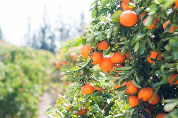 Full Harvest cible le gaspillage alimentaire en trouvant des foyers pour les produits imparfaits et excédentaires