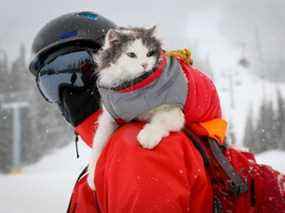 Ce chat cool adore le ski - Gary le chat passe beaucoup de temps sur les pistes de la station de ski Nakiska, la montagne olympique à l'ouest de Calgary, avec son gestionnaire de réseaux sociaux et copain d'aventure, James Eastham.  Le chat à poil long a été adopté par la Calgary Humane Society et est devenu une superstar des médias sociaux sur Instagram et TikTok, a attiré plus de 430 000 abonnés sur Instagram @greatgramsofgary