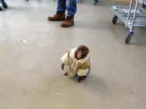 Darwin le singe est devenu un succès instantané sur les réseaux sociaux en 2012 lorsqu'il a été retrouvé errant dans un magasin IKEA à Toronto.