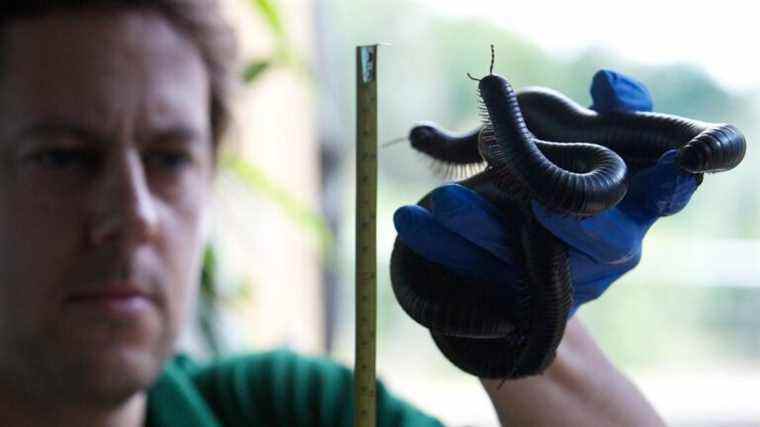 La découverte de fossiles nous alerte malheureusement sur des mille-pattes de 8 pieds de long