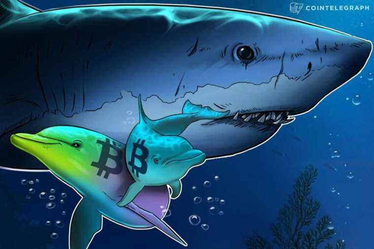 La nourriture pour poissons?  Les données montrent que les investisseurs particuliers achètent du Bitcoin, les baleines vendent