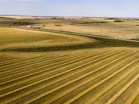 Champs de blé récoltés près de Crémone, en Alberta, le 1er octobre 2020.