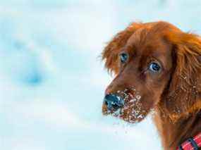 Ce visage!  De nombreux propriétaires d'animaux déclarent se sentir coupables lorsque leur chien passe une mauvaise journée.