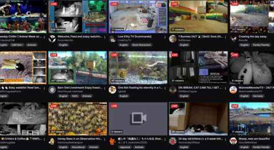 Twitch a ajouté une catégorie pour les livestreams d'animaux