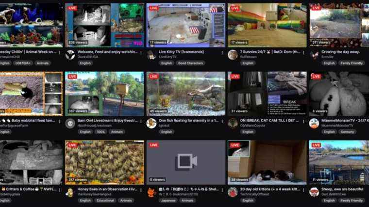     Twitch a ajouté une catégorie pour les livestreams d'animaux

