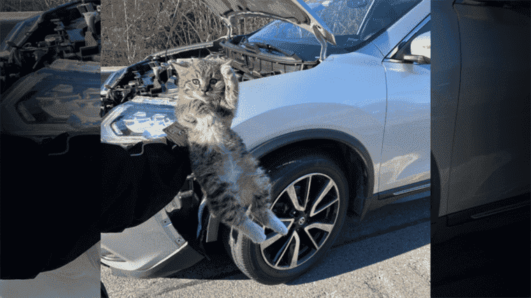 Un chat a été sauvé du compartiment moteur de ce Nissan Rogue en mouvement