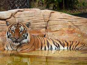 Eko le tigre, qui a été tué après avoir mordu le bras d'un homme lorsqu'il est entré dans une partie non autorisée du zoo de Naples, est vu à Naples, en Floride, aux États-Unis, sur cette photo prise en mars 2021.