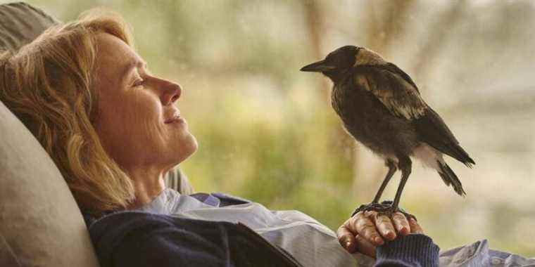 Naomi Watts n'était pas une grande fan d'oiseaux avant de travailler avec des pies dans Penguin Bloom de Netflix
