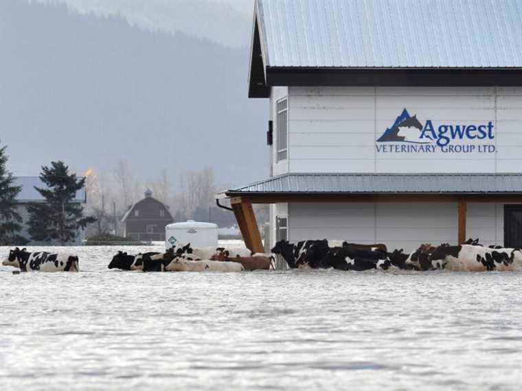 Les agriculteurs de la Colombie-Britannique se frayent un chemin à travers le froid extrême après les inondations et le dôme thermique