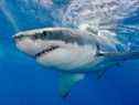 Un grand requin blanc nageant juste sous la surface. 