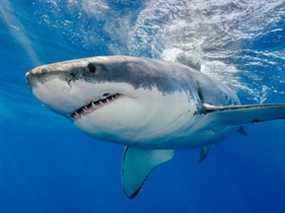 Un grand requin blanc nageant juste sous la surface.