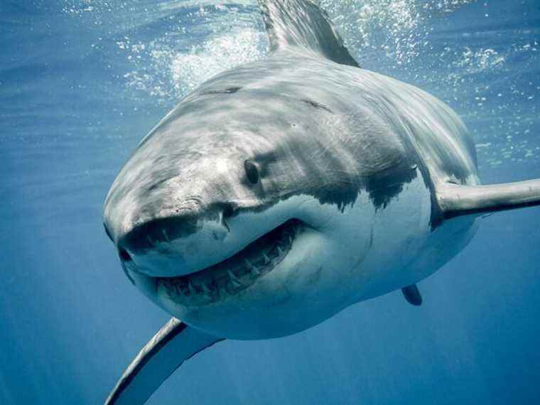 Pour le Canada’s Ocean Playground, un type de touriste plus terrifiant : les grands requins blancs