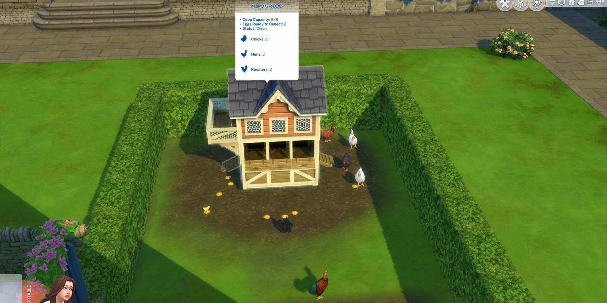 Les Sims 4 : Comment nettoyer les poulets
