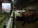 Vaches dans une ferme laitière en Alberta.