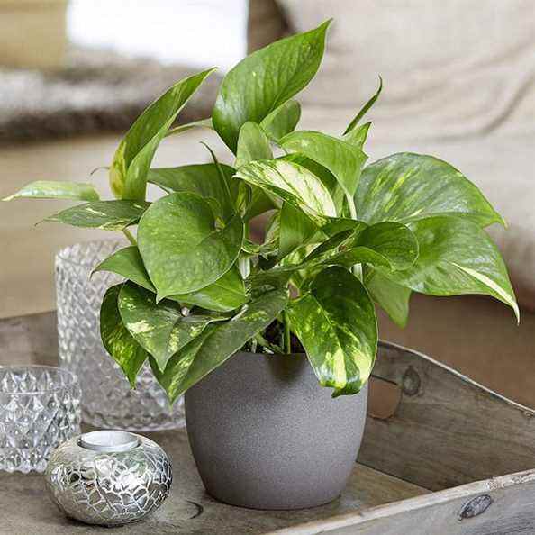 Lierre du diable (Pothos d'or)