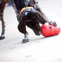 Jouet pour chien classique Kong