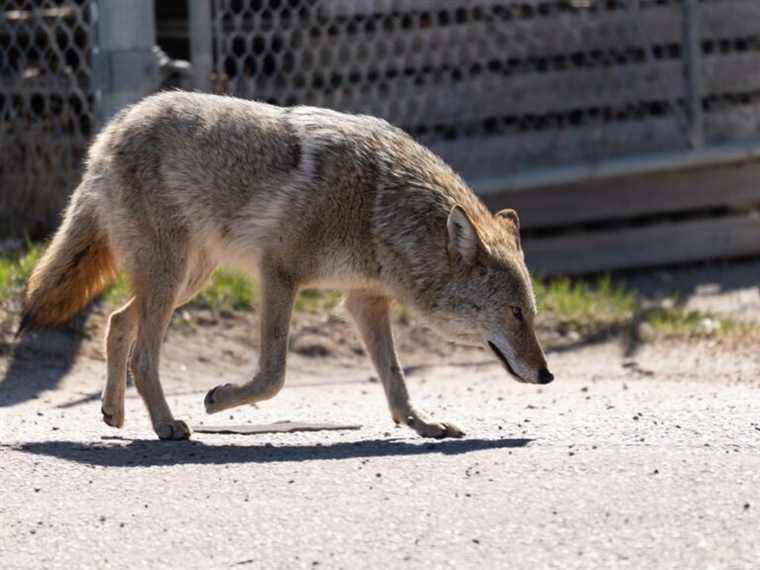 Edmonton déploie des klaxons pneumatiques et des balles chargées de sable pour enseigner aux coyotes… les humains sont effrayants