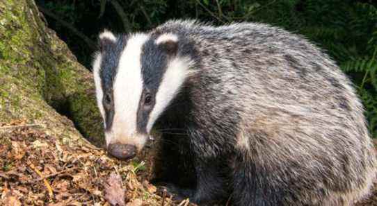 L'archéologue Badger découvre plus de 200 pièces de monnaie anciennes