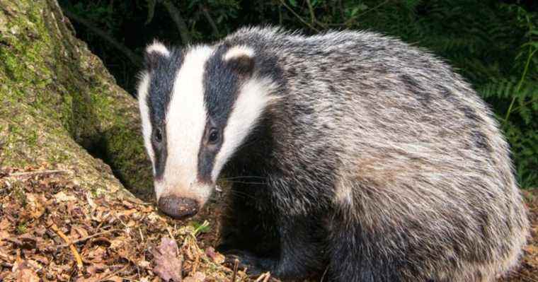 L'archéologue Badger découvre plus de 200 pièces de monnaie anciennes
