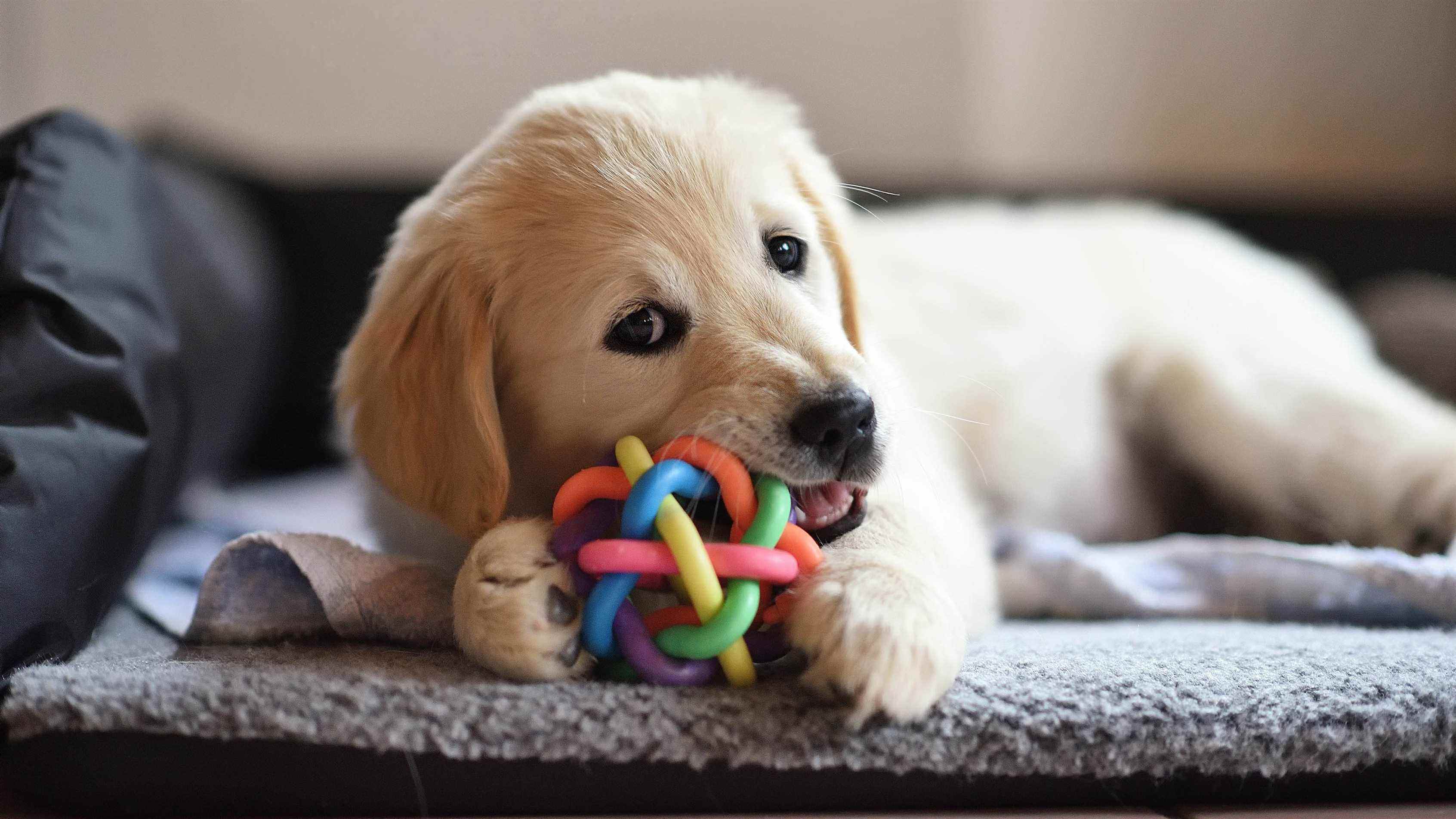 Un chiot qui mordille un jouet