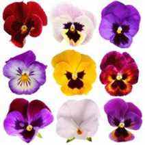 Giant Pansy Viola Flower Mix Couleur 200 graines