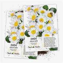 Seed Needs White English Daisy Lot de 1 000 graines 