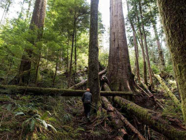 Terence Corcoran : Comment les verts tuent le secteur forestier de la Colombie-Britannique