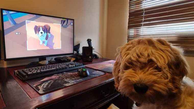 Pupperazzi, revu par un vrai chiot
