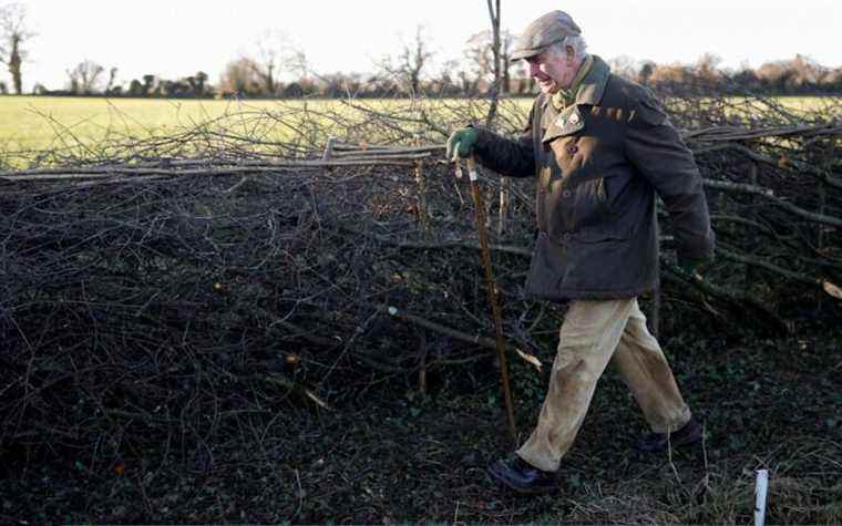 Prince Charles: la Grande-Bretagne doit restaurer ses haies perdues qui forment une « partie vitale du paysage »