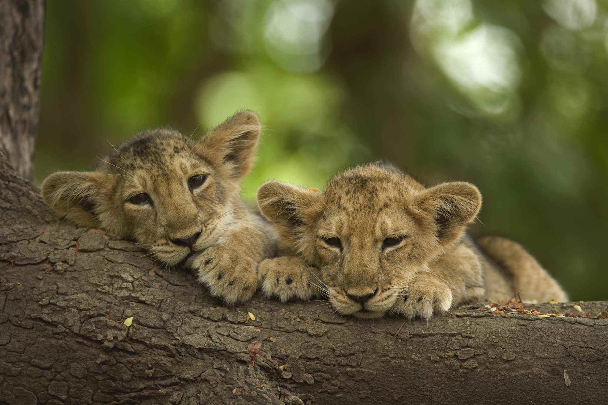 Lionceaux dans la guerre des lions