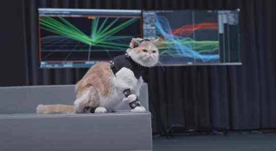 Voici un regard très idiot sur Black Myth: la technologie mocap de Wukong, avec des chats