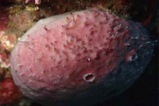 La maison du ver branchu : une éponge hôte dans son habitat naturel.  L'extrémité postérieure du ver ramifié est visible à la surface de l'éponge.