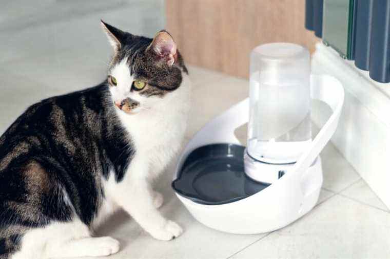 Un bol d’eau pour chat intelligent est cool, mais pas pour tout le monde