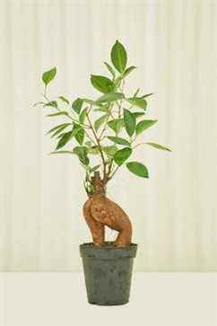 Ficus Ginseng