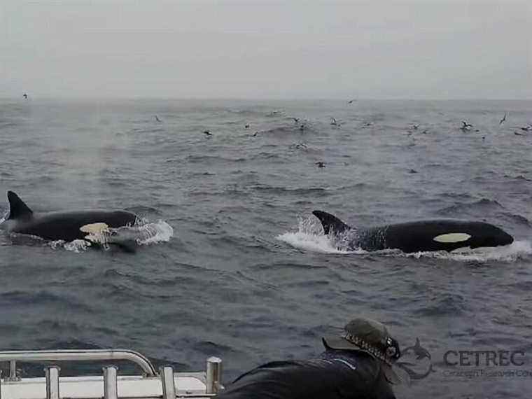 Des orques enregistrées pour la première fois en train de tuer et de manger le plus grand animal du monde, la baleine bleue