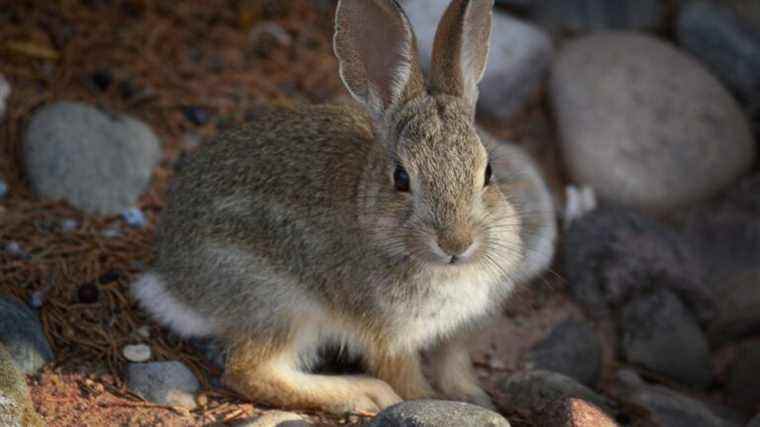 Aux États-Unis, les lapins sont aux prises avec leur propre maladie virale mortelle