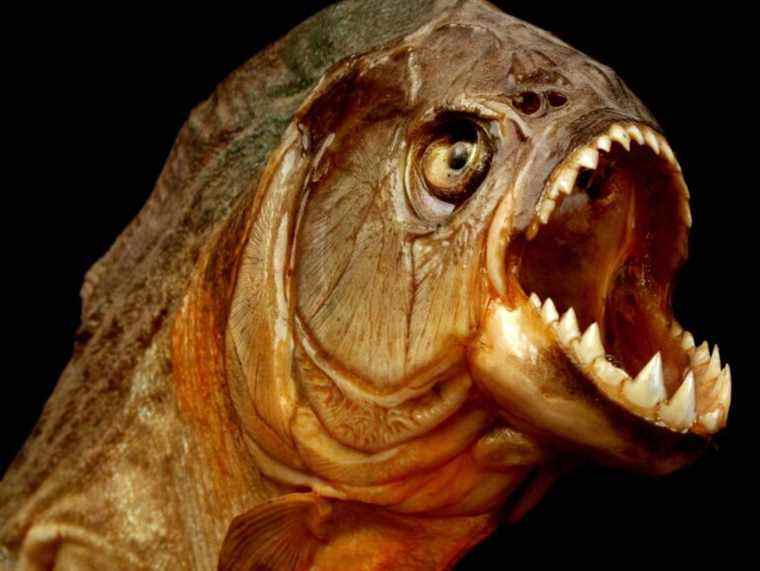 Des piranhas tuent quatre nageurs dans une série d’attaques en Amérique du Sud