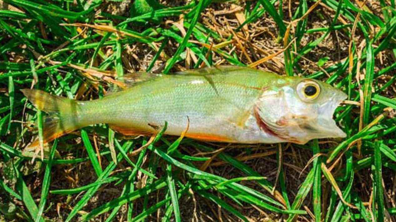 Des poissons ont plu du ciel au Texas avant le nouvel an
