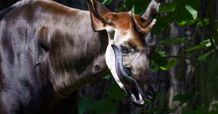 Des scientifiques capturent pour la première fois l’ADN d’animaux en suspension dans l’air