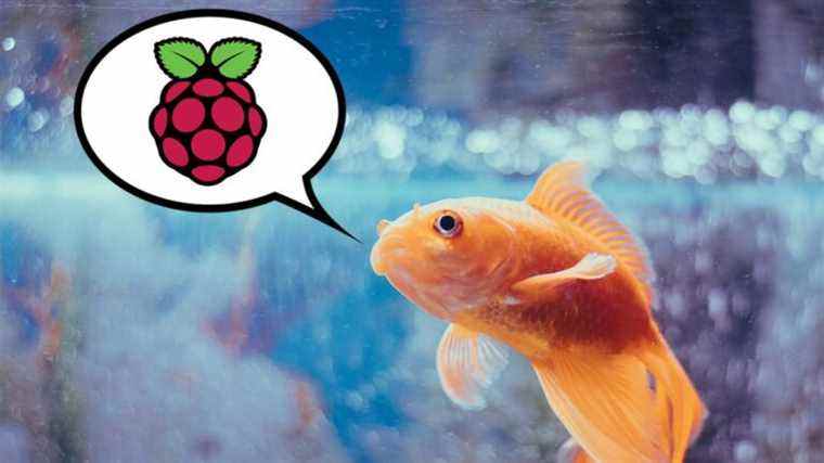 Fish Découvrez comment conduire un réservoir alimenté par Raspberry Pi