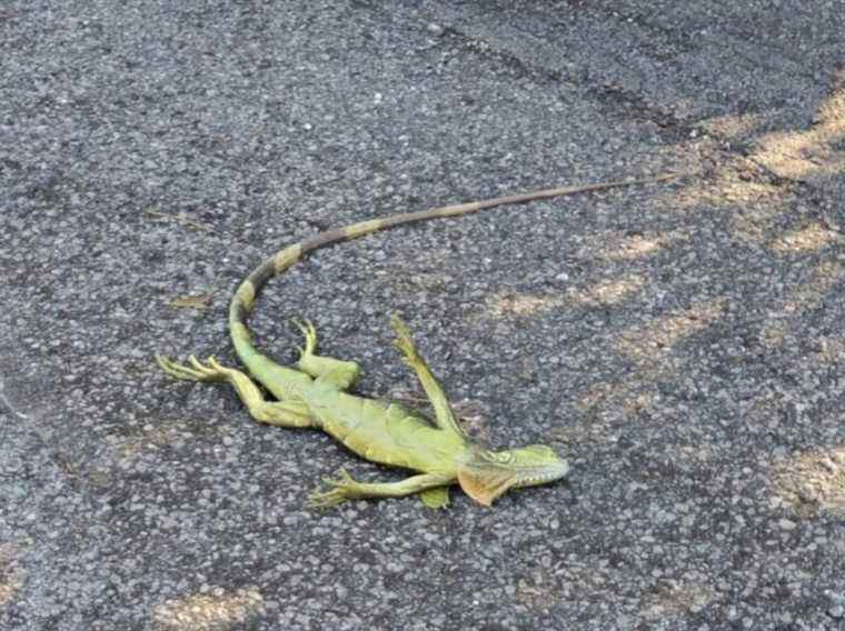 « ILS NE SONT PAS MORTS » : des iguanes tombent des arbres en Floride