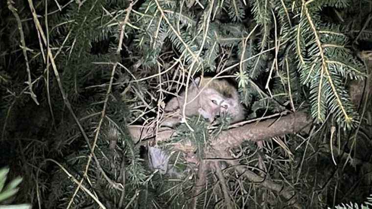 La police de Pennsylvanie trouve des singes qui se sont échappés après un accident de voiture sur le chemin du laboratoire