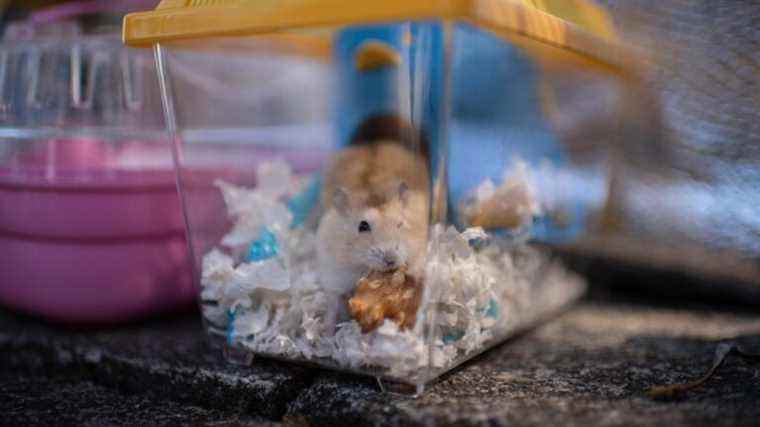 Pourquoi les hamsters de compagnie sont le dernier suspect des épidémies de coronavirus