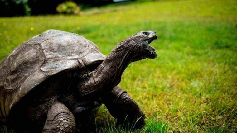 Rencontrez Jonathan, la tortue géante bisexuelle de 190 ans