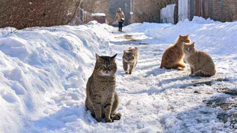 Si je rentre, je m’assois : les antennes paraboliques Internet auto-chauffantes de Starlink attirent les chats