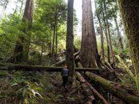 Un protecteur de la forêt se dirige vers les arbres près de Port Renfrew, en Colombie-Britannique, au Canada, le mardi 6 avril 2021.