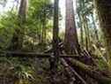 Un protecteur de la forêt se dirige vers les arbres près de Port Renfrew, en Colombie-Britannique, au Canada, le mardi 6 avril 2021. 