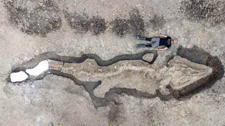 Un gigantesque fossile est le plus grand reptile marin jamais trouvé en Grande-Bretagne