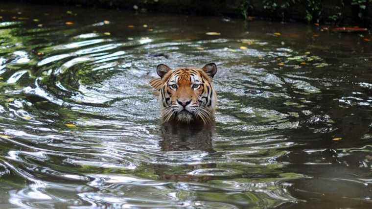 Un policier de Floride a abattu et tué un tigre de Malaisie en voie de disparition qui mutilait un employé du zoo